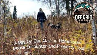 A Day On Our Alaskan Homestead: Moose Encounter and Property Tour