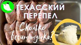 Техасский перепел. Сколько весит тушка? МОИ перепела