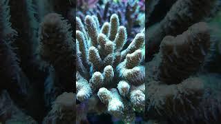 #reefaquarium #fishtank #coralreef #reef #reeftank #reeflife #reefer #coral #reef2reef #acro