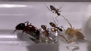 Camponotus Atriceps carpenter ants from south Texas.