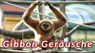 Gibbon Geräusche  die Geräusche, die ein Gibbon macht