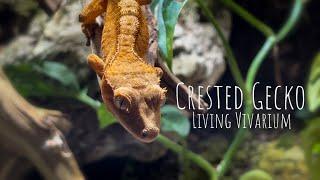 Custom Crested Gecko Creation