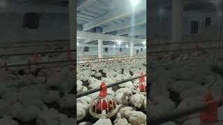 #poultry farming project ##Pakistan poultry association members list## short video##