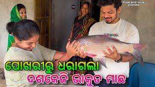 ପୋଖରୀରୁ ଧରାଗଲା ଦଶକେଜି ଭାକୁଡ ମାଛ / Rupa Pin2 Khushi