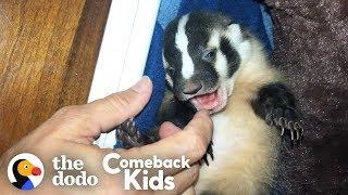 World's Most Adorable Badger | The Dodo Comeback Kids