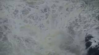 Sealions in strong waves at Heceta Head, Oregon