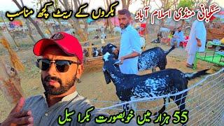 Bakra Mandi Sangjani Islamabad Update 29 May 2025 | Bhatta Chowk Mandi