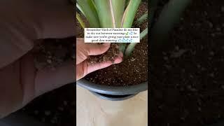 Easy Bird of Paradise care tips #planttingss #plantcare #plantcaretips #plantpeople #birdofparadise