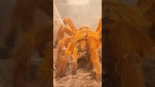 OBT takedown #pets #psycho #crazy #obt #tarantula #spiders #nature #attack #beastmode