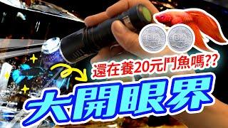 讓你大開眼界的「千元鬥魚」！ Expensive Betta Fish That Will Surprise You!