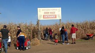 Watson Farm Bowmanville, ON(Pumpkin Picking, Apple Picking, Farm Market, Wagon Ride & Corn Maze ) -1