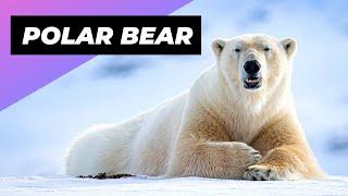 Polar Bear ‍️ The Deadliest Beast Of The Arctic
