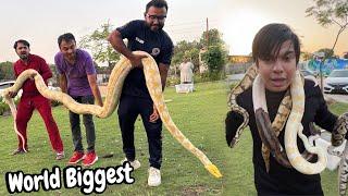 World Biggest Snake  Waleed Ky Oper Chor Diya 