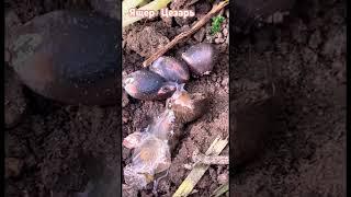 Ящер Цезарь вспоминает лето #ящерица #животные #видео #шортс #динозавр #эублефар #россия #дети