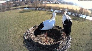 Storchennest Alfeld (Leine)