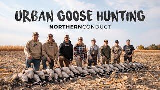 Urban Goose Hunting In Fresh Cut Corn | 40 Canadian Geese