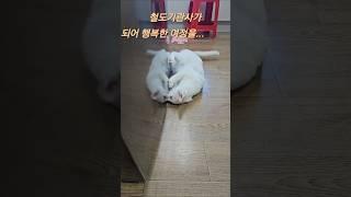 행위예술3부( 기관사의삶) #cat #프아사랑 #고양이 #cute #funny
