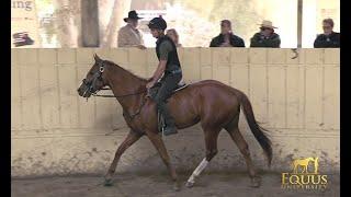 RETRAINING THE OFF THE TRACK THOROUGHBRED (OTTB)