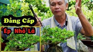 Cách Chăm Sóc Cây Sung Bonsai , Cây Vọng Cách, Sam Hương và  Si Búp Đỏ Cách ÉP Lá Nhỏ 0984779497