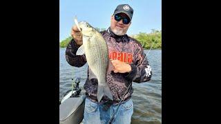 Crushing White Bass