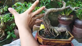 cây sanh quê bonsai / cây mini / đt 0822111444/bonsai giá rẻ