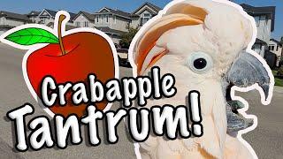 Cockatoo Throws Tantrum over Crab Apples (Subtitles)