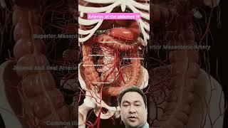 Arteries of the abdomen !!!