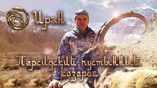 Трофейная охота в Иране 2. Персидский пустынный козерог [4K]