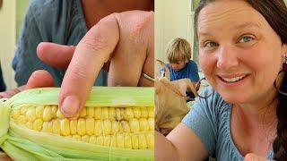 Our FIRST Sweet Corn Harvest in our Suburban Garden! - Never Seen this Before!