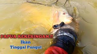 PAPUA DI LANDA KEKERINGAN‼️ Ikan Nila Babon Tinggal Di Pungut Saja‼️Mancing Nila Liar