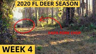 CALLING IN HOGS | FL Small Game Season | Public Land | Week 4