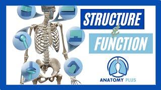 Understanding Joint Structure & Function