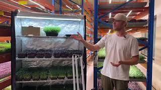 Growing Microgreens For Profit At Home