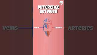 Arteries vs Veins: What’s the Difference?