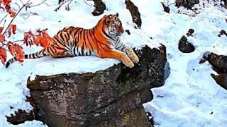 Amur Tiger: The World's Most Majestic Predator