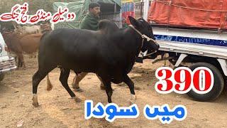 Domail mandi today 2024 latest update ll part 2 ll taxila mandi ll jamil tv ll