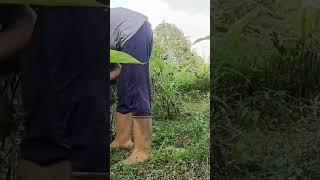 #House wife daily duty grass cutting