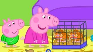 The Pet Shop | Peppa Pig Asia  Peppa Pig Full Episodes