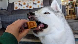 Is My Husky Eating WAFFLES???