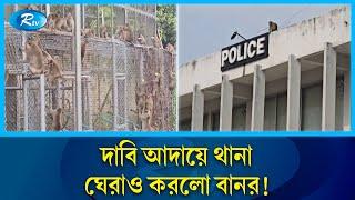 মানুষের পর এবার   থানা ঘেরাও করলো বানরের দল, বিপাকে পুলিশ! | Monkey | Rtv News