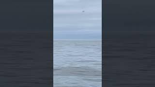 First sail of the season, humpback whales!