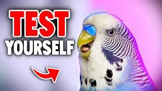 6 Signs You're a Bad Bird Owner