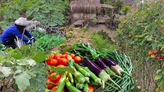 Harvesting different Vegetables in my Garden for our breakfast "Almusal" in the Province Philippines