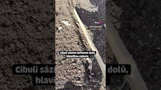 Sázení cibule sazečky. #zahrada