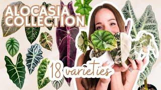 my Alocasia Collection common, rare + unicorn | 18 varieties🫶 22 total