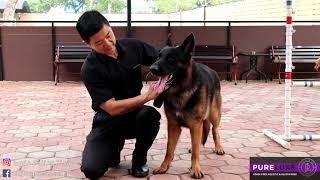 Well Trained German Shepherd Dog in Training #1