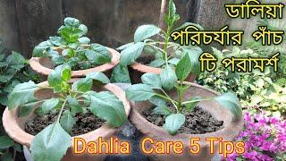 Growing Dahlias from Cuttings  5 tips