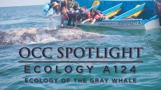 ORANGE COAST COLLEGE: Ecology of the Gray Whale