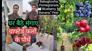 Online Grafted Fruit Plant Nursery || Home Delivery Fruit Plants