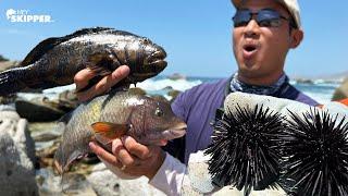 EXOTIC FISH Catch and Cook on the ROCKS! (RAW Sea Urchin, Hog Fish, Hawk Fish)